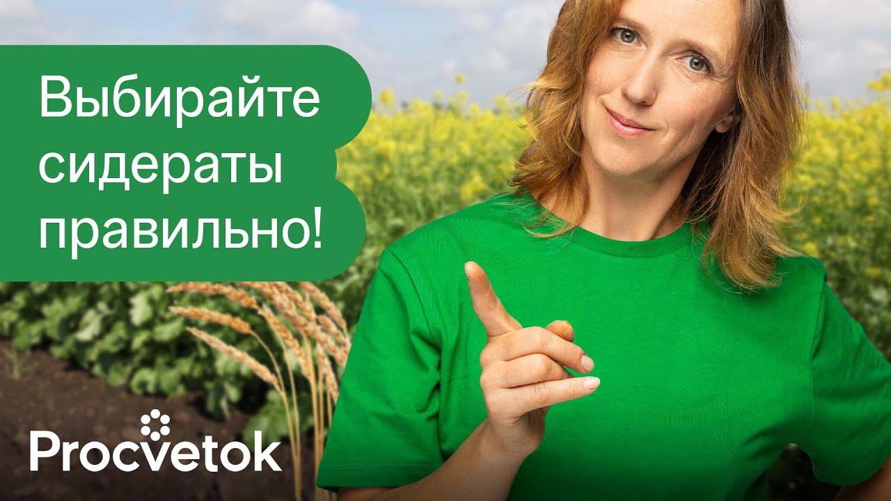 КАКИЕ СИДЕРАТЫ ЛУЧШЕ? Только так сидераты принесут пользу на вашем участке! смотреть онлайн
