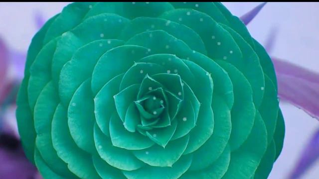 🌺 Ассалом алейкум 🌺 Хайрли тонг 🌺 Assalom Aleykum 🌺  Hayrli Tong 🌺