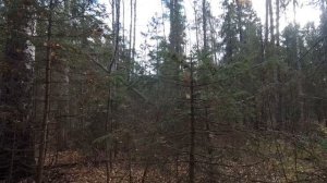 Охота.Осенняя охота на рябчика с манком.