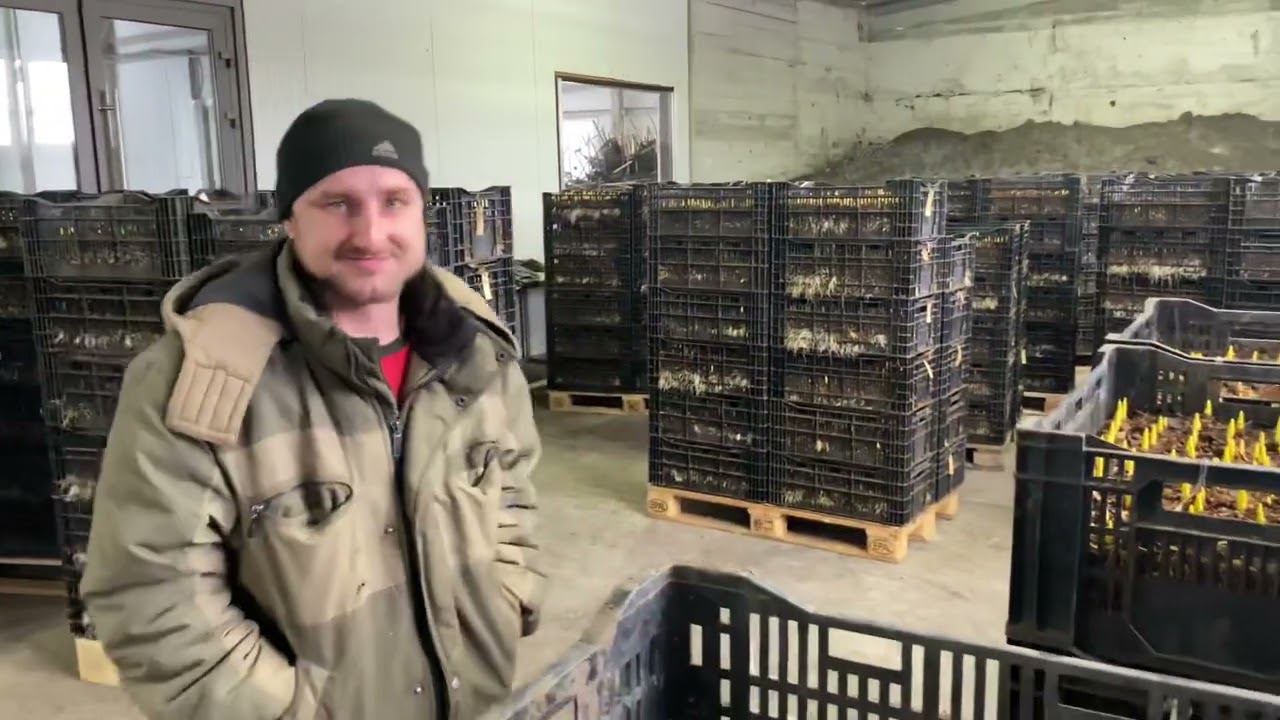 Начало выноса укоренившихся тюльпанов из подвала в теплицу,12 января 2023г. смотреть онлайн
