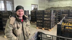 Начало выноса укоренившихся тюльпанов из подвала в теплицу,12 января 2023г.