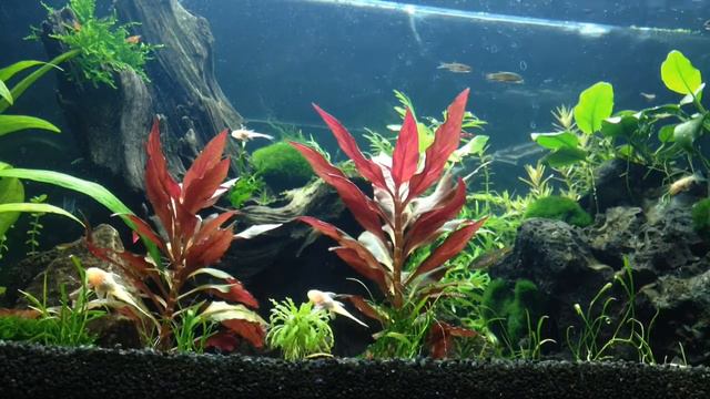 Rasbora -Galaxy and tinwini смотреть онлайн