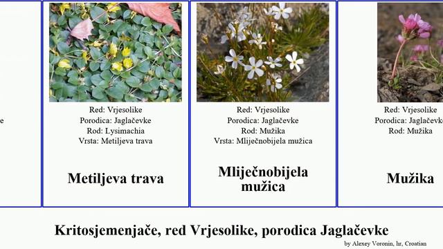 Kritosjemenjače, red Vrjesolike, porodica Jaglačevke ciklama pero angiosperms krivičica Poljska смотреть онлайн