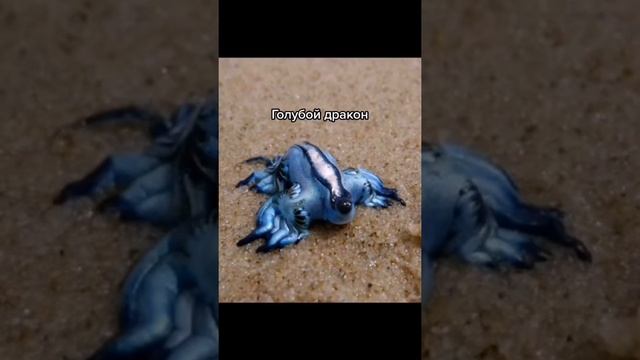 СТРАШНЫЕ ЖИВОТНЫЕ О СУЩЕСТВОВАНИИ КОТОРЫХ ВЫ НЕ ЗНАЛИ!!! смотреть онлайн