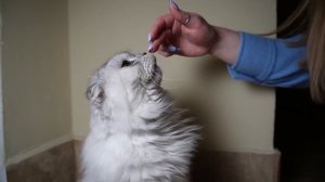 ЗЛАЯ ЭЛЬЗА В РЕАЛЬНОЙ ЖИЗНИ | ЗАСТРЯЛИ В ПОДЪЕЗДЕ НА 24 ЧАСА С КОТОМ И СОБАКОЙ