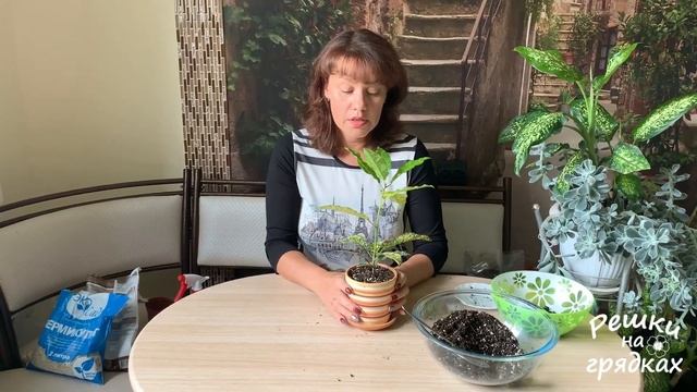 ?Кротон - красавец-привереда! ? Кодиеум Уход в домашних условиях Почему опадают листья у кротона смотреть онлайн