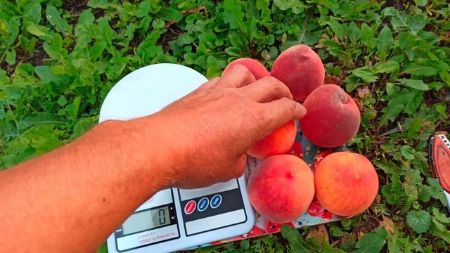 15.08.2021 г.Гринсборо, который не Гринсборо. смотреть онлайн