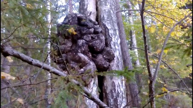 Нарост на березе. Берёзовый кап в лесу. Поиск материала для поделок из дерева смотреть онлайн