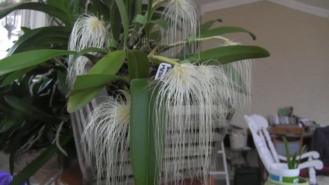 The most metal orchid, Bulbophyllum medusae смотреть онлайн