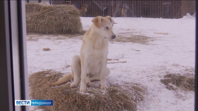 Приют для бездомных животных "Дорога добра" во Владимире помогает четвероногим обрести новый дом смотреть онлайн