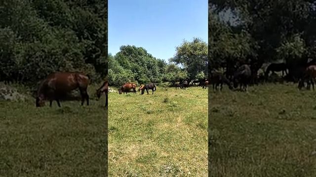 Сонник Табун лошадей во снах.mp4 смотреть онлайн