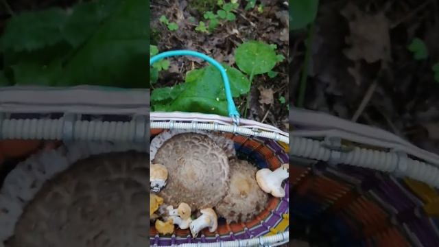 Новая счастливая корзиночка? смотреть онлайн