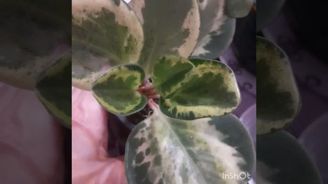 #пеперомии #уход #цветочки #красота Обзор моих пеперомий. смотреть онлайн