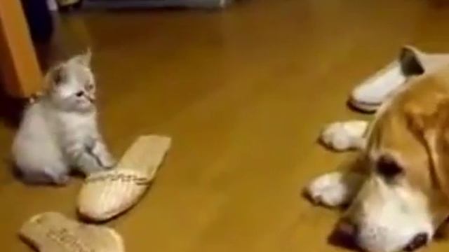 Собака и вертолет Собака труп Котёнок и собака смотреть онлайн