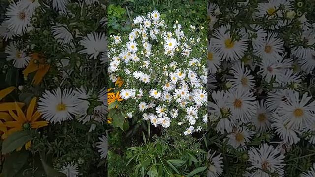 Подскажите название осеннего растения смотреть онлайн