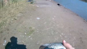 Ловля огромных карасей на соску (убийца карася) рыбалка 2020.