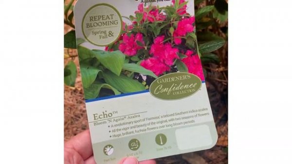 Click-Learn-Grow: Echo: A Southern Beauty Made New