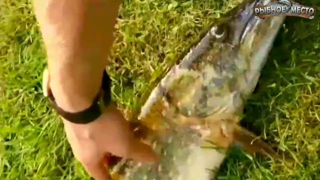 Как поймать большую щуку осенью? Ловля щуки в конце октября. смотреть онлайн