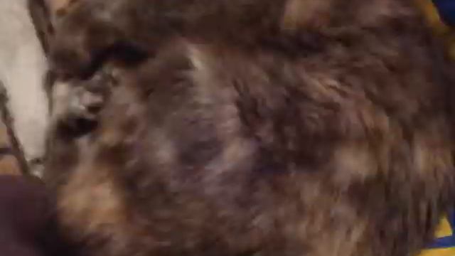 Кошечка с улицы Маша) передержка бездомных кошек смотреть онлайн