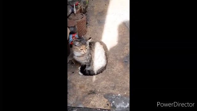 покатушики с другом. #саратов #велосипед #котята смотреть онлайн
