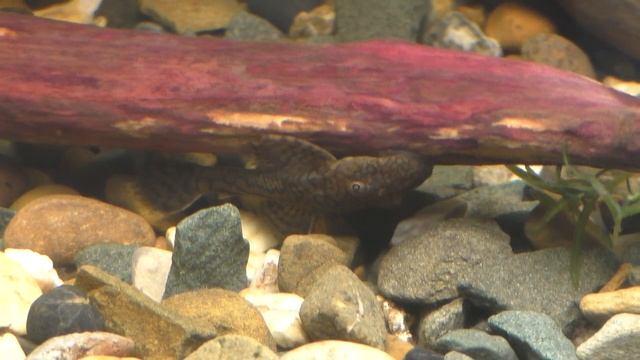 Ancistrus Sp. Madre De Dios (L393) (Cheese Creek Bristlenose)