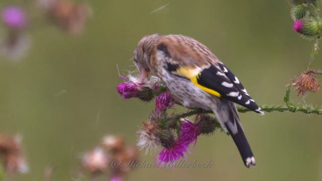 Juvenile European Goldfinch (Carduelis carduelis) / Junger Stieglitz bzw. Distelfink смотреть онлайн