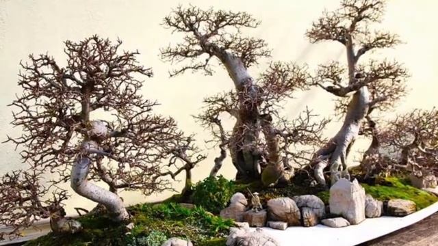 карликовое дерево 6 букв сканворд смотреть онлайн