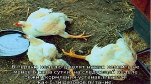 Цыплята чихают и хрипят: чем лечить