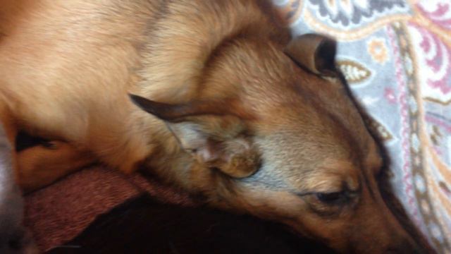 Ноев ковчег