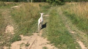 Какое животное самое быстрое?