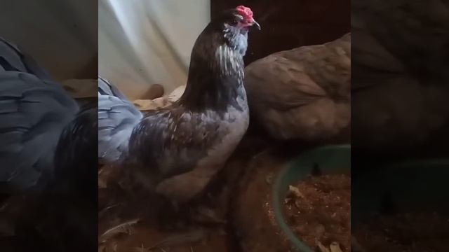 Амераукана, семья 2021 с голубо- пшеничным Петрушей смотреть онлайн