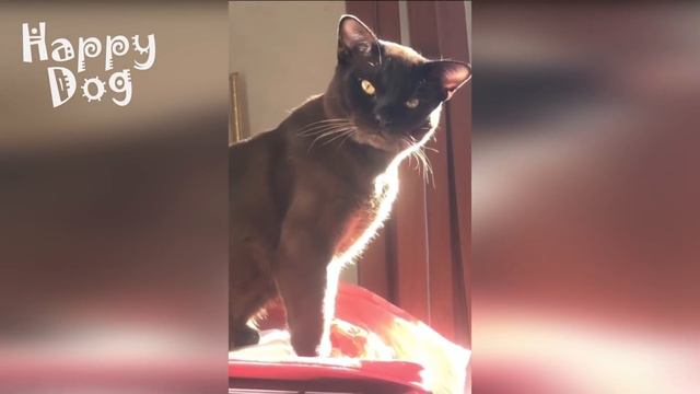 Funny animals - Funny cats dogs - Funny animal videos #87 - 1080 смотреть онлайн