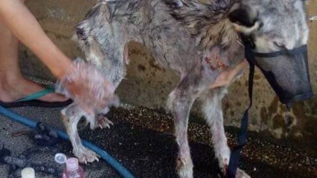 «Ходячий скелет… Ей не жить!», — твердили все вокруг. Но взгляните на это «чудовище» теперь! смотреть онлайн