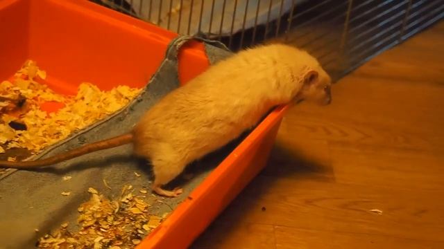 Дерзкий крыс (домашняя крыса) смотреть онлайн