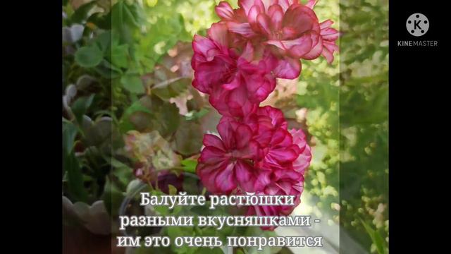 Несколько правил для пышного цветения пеларгоний смотреть онлайн