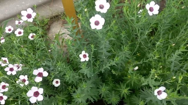 Лен крупноцветковый, очень понравился, посажу ещё!