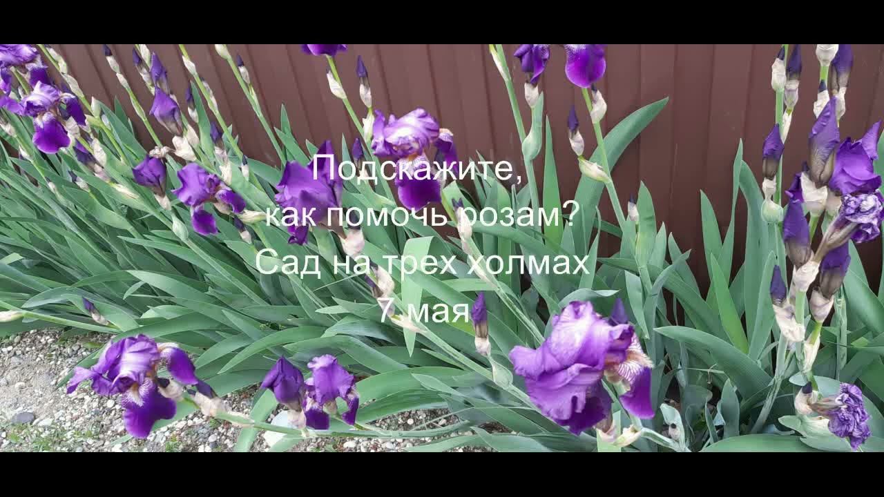 Подскажите, как помочь розам? смотреть онлайн