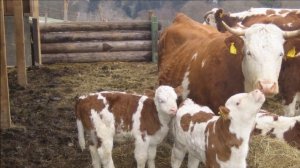 Откорм бычков на мясо по современной технологии | Содержание Скота | Животноводство | Бычки | Скот