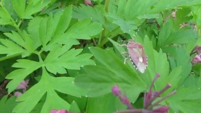 Розовый садовый клоп.avi смотреть онлайн