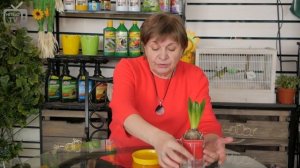 Гиацинт ➡ Уход в домашних условиях ? Что делать после цветения?