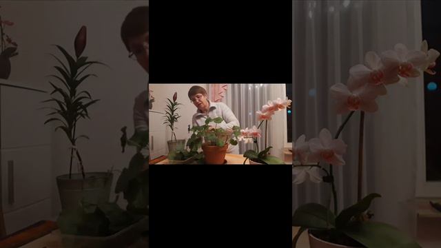 обрезка и размножение герани смотреть онлайн