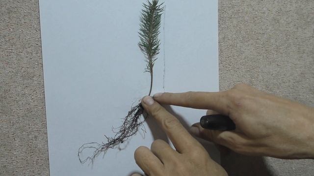 Как определить корневую шейку у сеянцев хвойных для того, чтобы при посадке не заглубить растение. смотреть онлайн