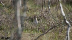 45 видов птиц Вологодской области