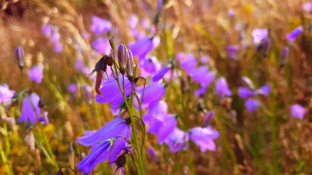 Притча о богатом смотреть онлайн