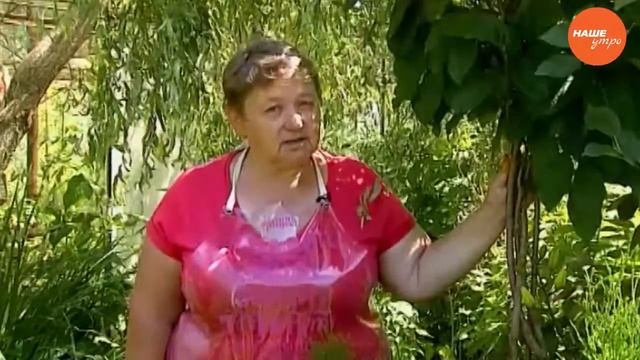 Украшаем сад розами смотреть онлайн