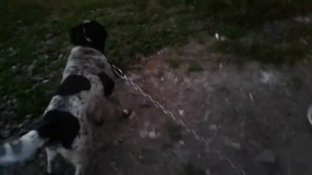 Как можно поиграть с котом и собакой смотреть онлайн