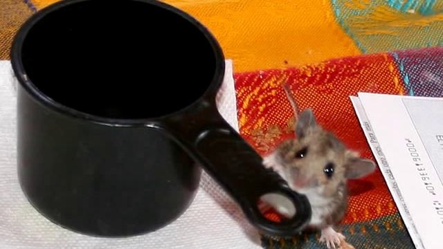 Orphaned Baby Mouse Loves the Girl Who Rescued Him смотреть онлайн