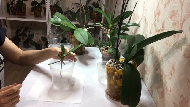 Когда отделять ДЕТКУ от МАМЫ ОРХИДЕИ, правильный выбор грунта для детки.