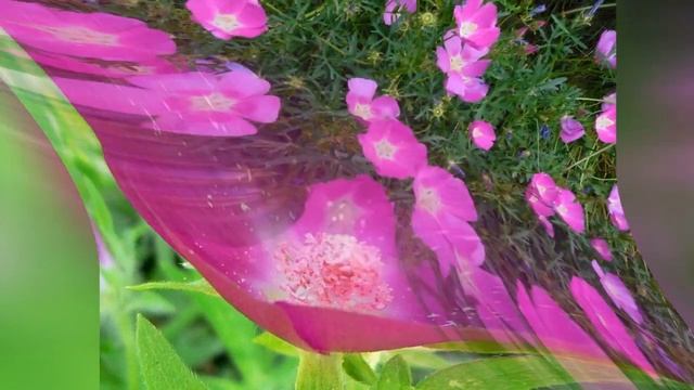 КАЛЛИРОЕ  (CALLIRHOE)  сем. Мальвовые