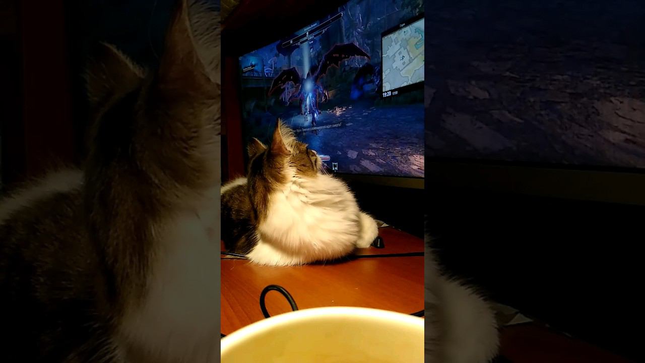 Как правильно (нет) играть с котом  #cat #кошка #kedi #funny #teso